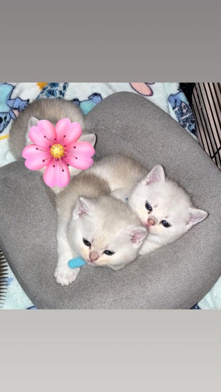 British shorthair black silver shaded, Animaux & Accessoires, Chats & Chatons | Chats de race | Poil ras, Chat, Avec pedigree