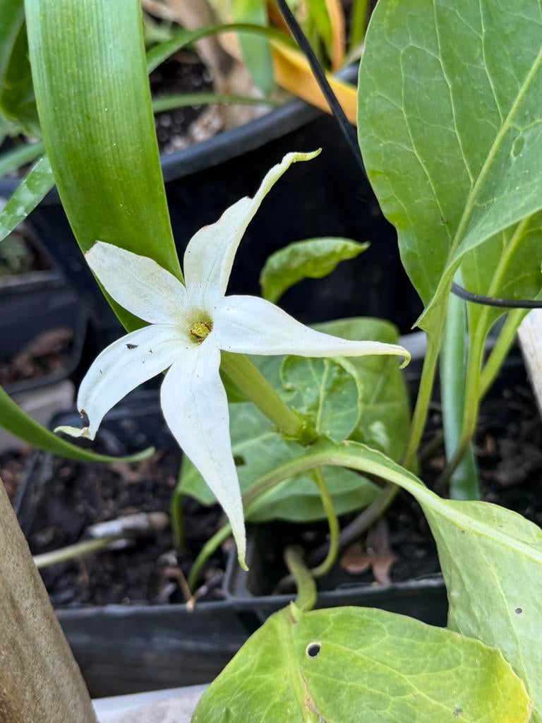 Jaborosa integrifolia, Ophalen