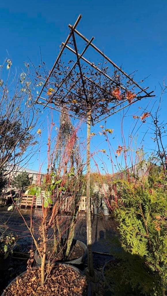 Arbres de toit Carpinus betulus de différentes tailles, Jardin & Terrasse, Plantes | Arbres, Enlèvement ou Envoi, Automne, Arbre de toit