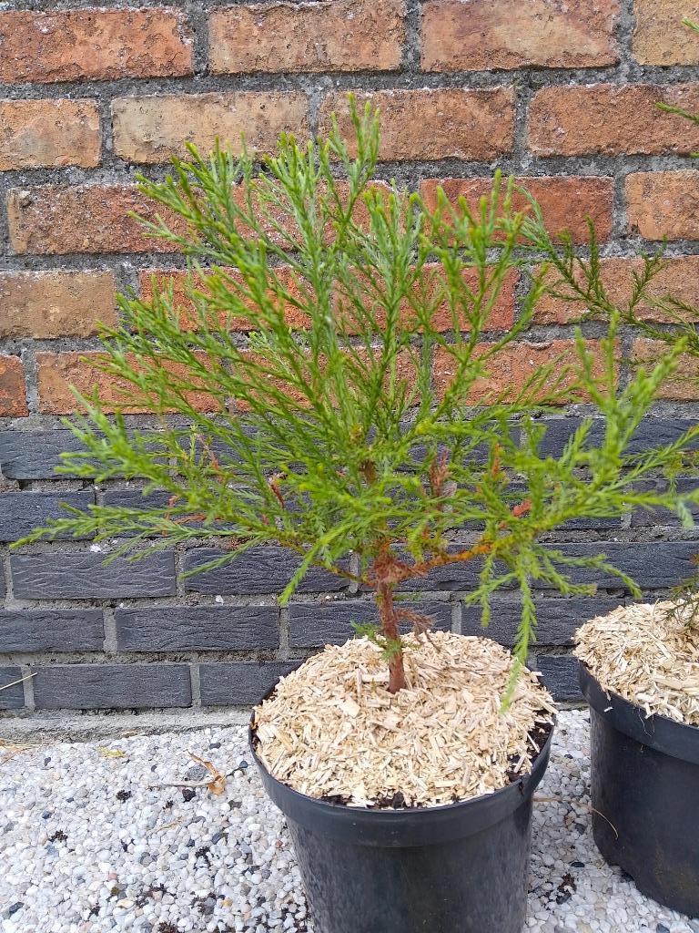 Sequoia's te koop, Tuin en Terras, Bloeit niet, Overige soorten, Minder dan 100 cm, Ophalen