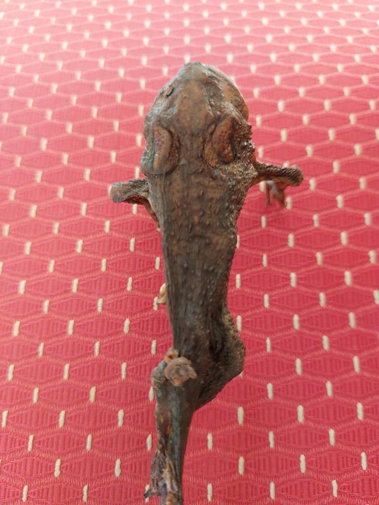 Gemummifieerde boomkikker, Ophalen of Verzenden