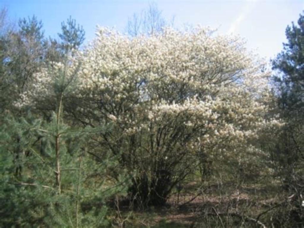 Krentenboompje, Ophalen