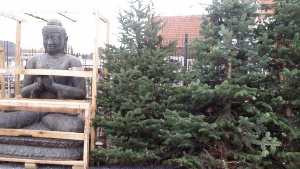 KERSTBOMEN  NU     IN POT 21/11/2024, Ophalen, Nieuw