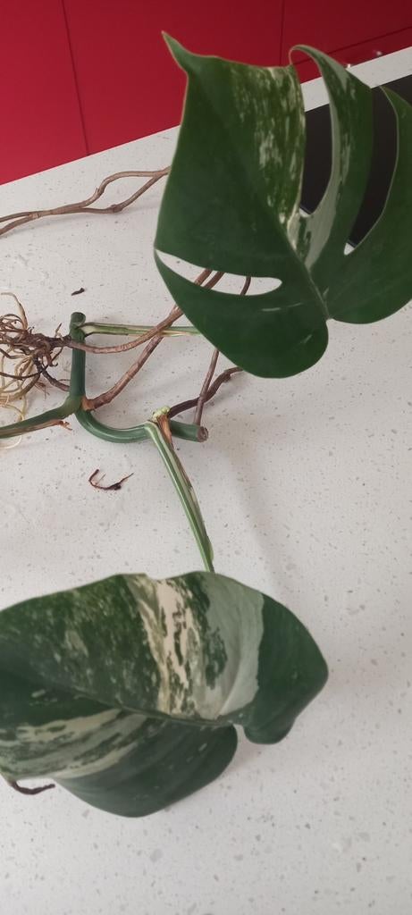 Monstera variegata, Maison & Meubles, Enlèvement