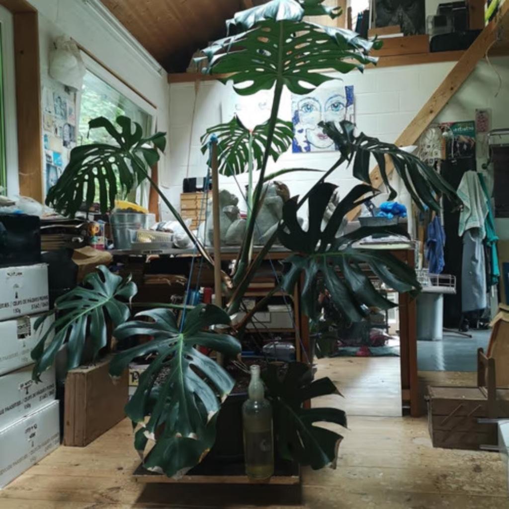 Plante d'intérieur 'Monstera', Enlèvement, Neuf