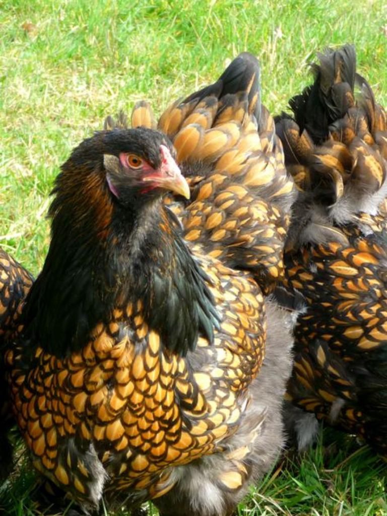 Œufs à incuber doré liseré noir 4€ / oeuf, Envoi, Neuf