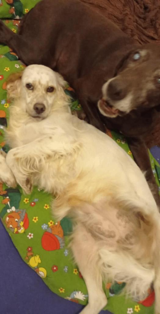 Gezocht: huis of stuk grond met domicilie huurkoop, Direct bij eigenaar, Vrijstaande woning, 100 kWh/jaar, Schilde