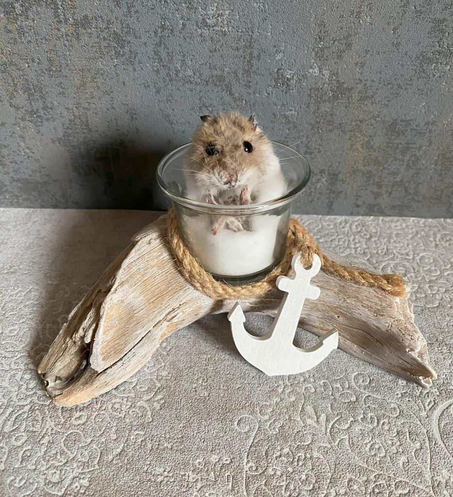 Opgezette hamster - taxidermie, Ophalen of Verzenden