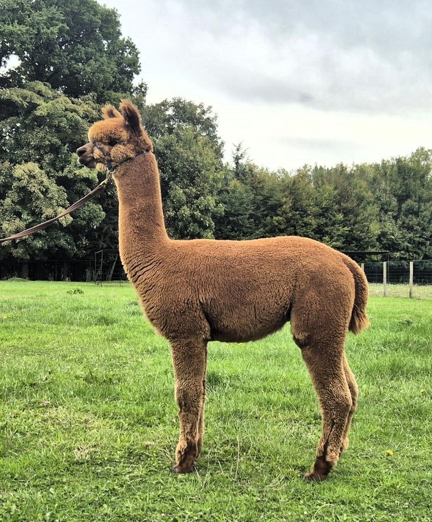 Spotprijs: Showkwaliteit jonge bruine  hengst, Dieren en Toebehoren, Overige Dieren, Mannelijk, April