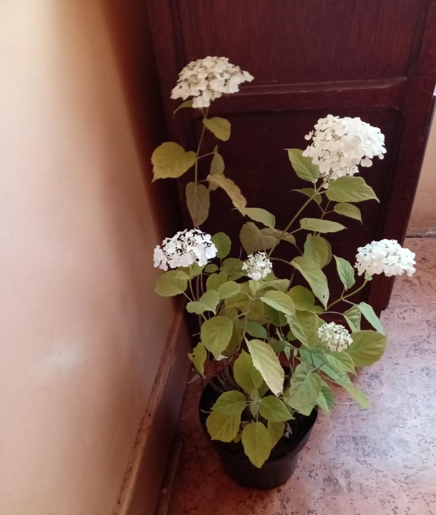 Hortensia, Jardin & Terrasse, Enlèvement, Plante fixe, Autres espèces
