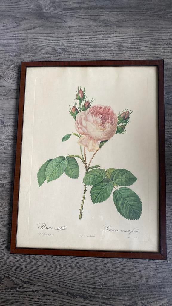 Rosa centifolia, Antiquités & Art, Enlèvement