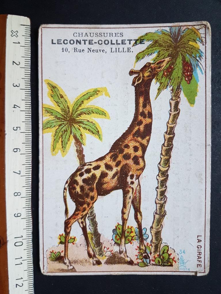 Chromo Chaussures Leconte Collette LILLE Giraf, Verzamelen, Gebruikt, Ophalen of Verzenden, Voor 1940, Dier