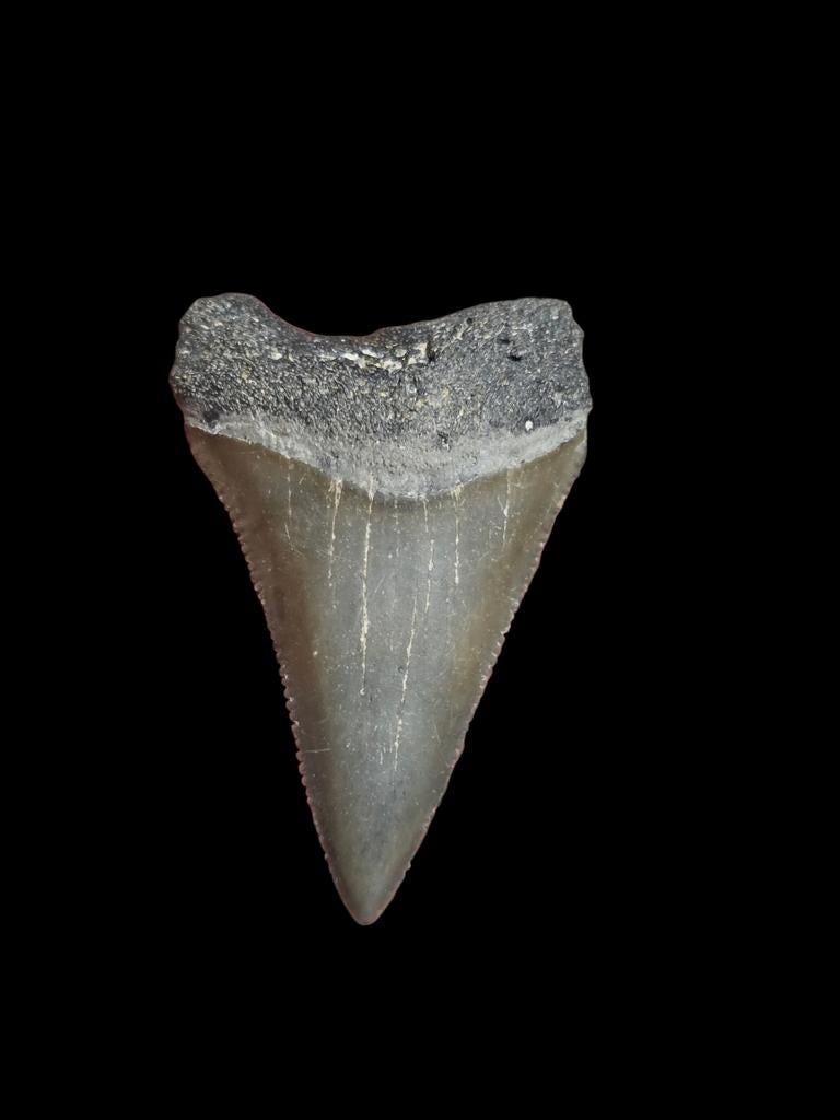 1) Grand carcharodon carcharias (requin blanc) de Bone Valle, Enlèvement ou Envoi, Fossile