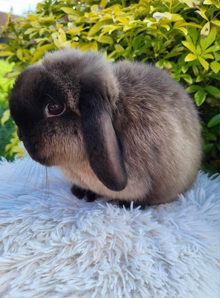 Lapin Minilop femelle (transport possible), Femelle, Nain, Oreilles tombantes, 0 à 2 ans