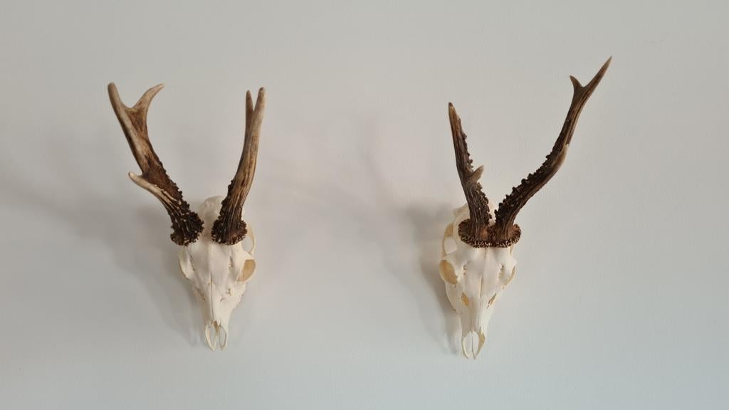 crânes de cerf, Enlèvement ou Envoi, Comme neuf, Cerf