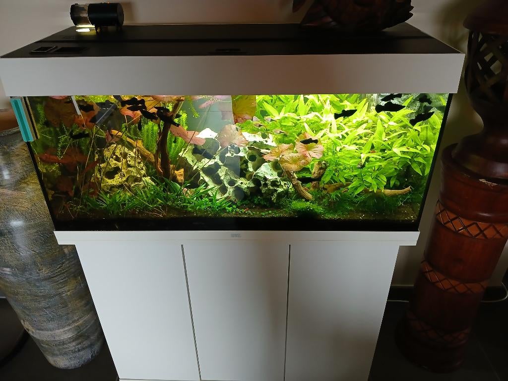 Aquarium 180, compleet met inrichting, toebehoren en vissen, Dieren en Toebehoren, Ophalen, Zo goed als nieuw, Gevuld zoetwateraquarium