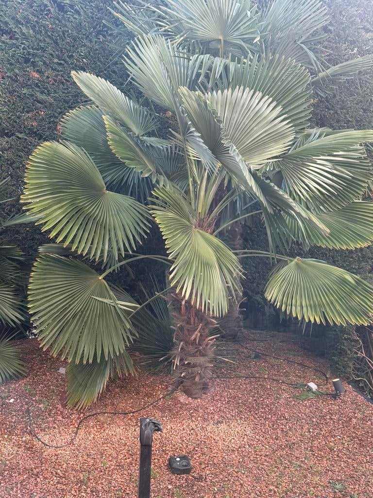 Palmboom Trachycarpus wagnerianus - Wagnerpalm, Enlèvement, Palmier, 100 à 250 cm
