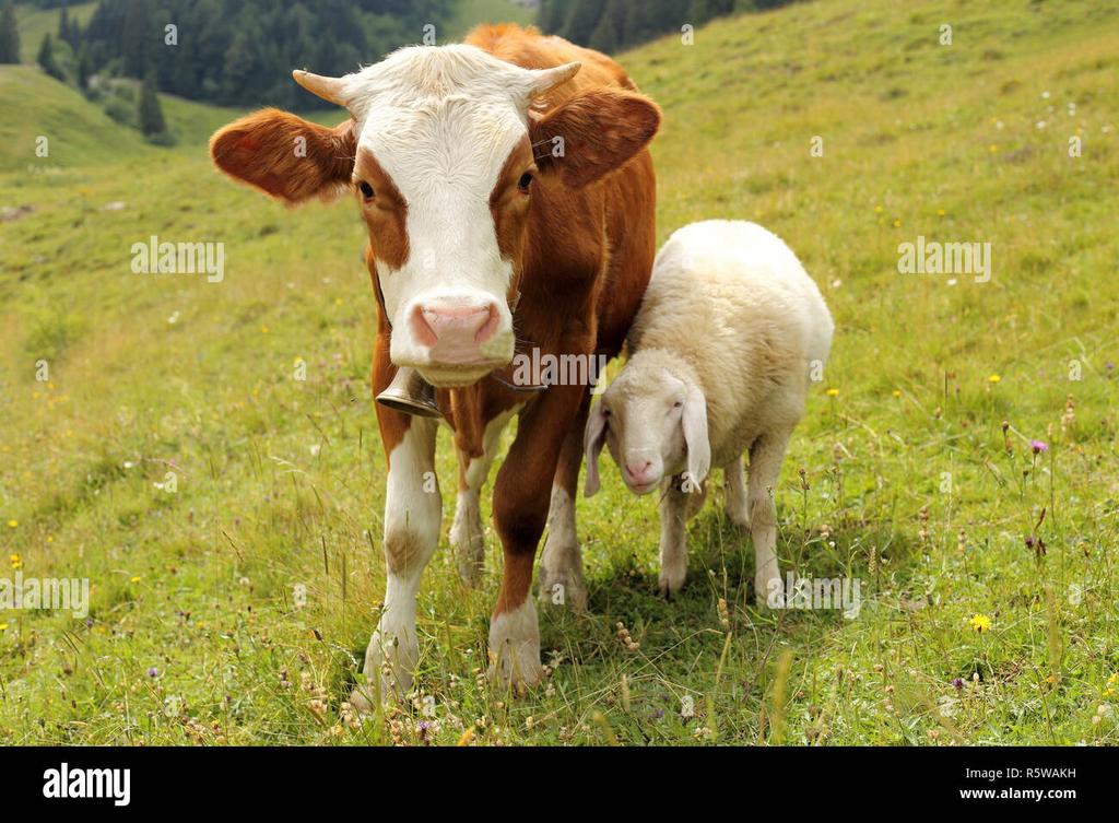 Veau/moutons a vendre pour Aid Al Adha 2026