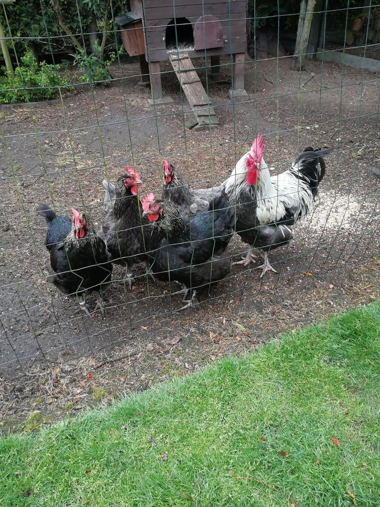 Broedeieren van marans zilverhals