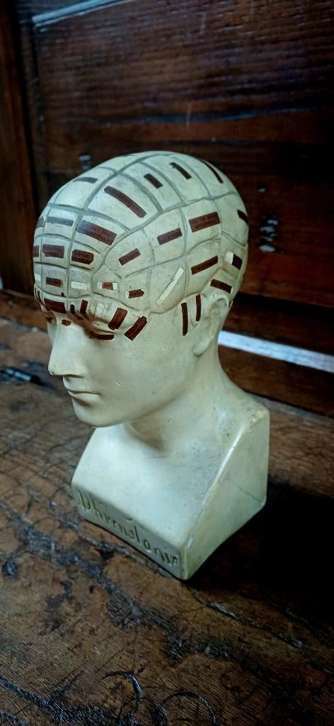 Schedel anatomisch model, phrenologie, anatomie, Ophalen of Verzenden