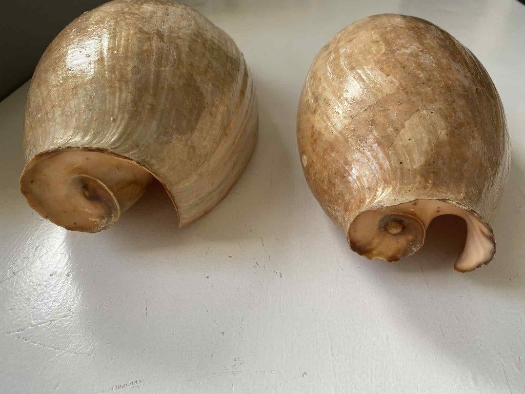 Grote decoratieve zeeschelp 30 cm, Verzamelen, Mineralen en Fossielen, Schelp(en), Ophalen
