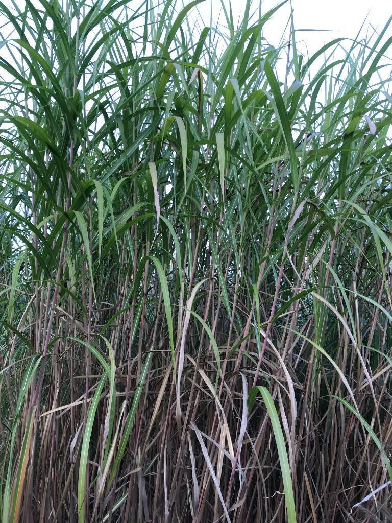 Miscanthus Floridulus., Tuin en Terras, Volle zon, Vaste plant, Siergrassen, Ophalen of Verzenden