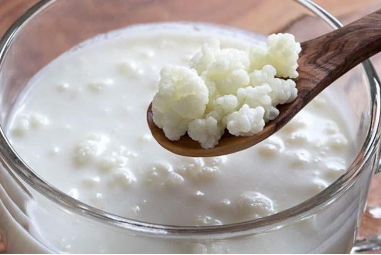 Graines de kéfir de lait / milk kefir grains, Enlèvement