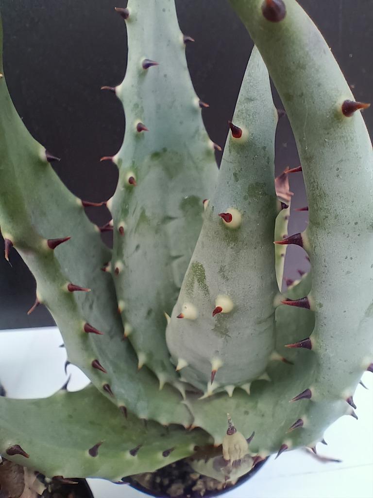 Aloe aculeata var. crousiana - Zuid Afrika, Vetplant, Ophalen of Verzenden, Minder dan 100 cm, Bloeiende kamerplant