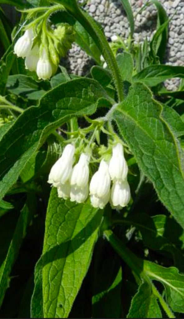 Planten smeerwortel (wit of paars), Tuin en Terras, Ophalen