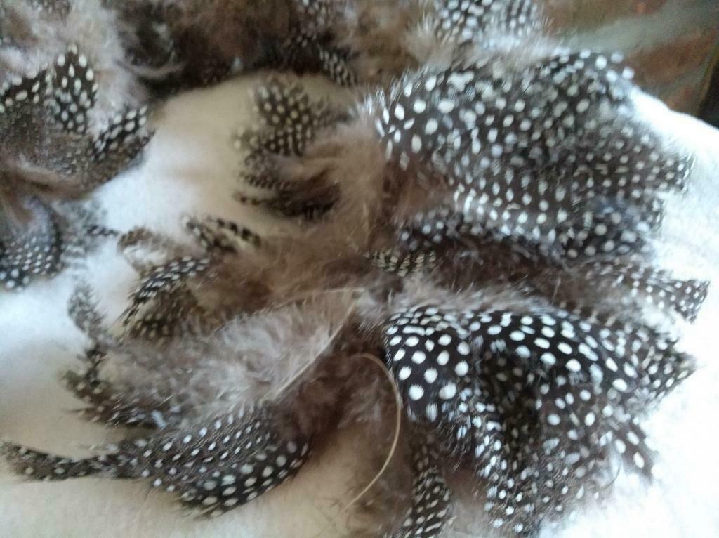 Cordée de très belles plumes naturelles très douces max 10cm, Hobby & Loisirs créatifs, Enlèvement ou Envoi, Neuf