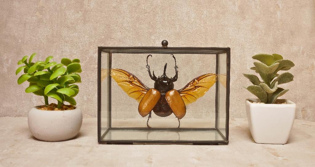 Kever in glazen box, Verzamelen, Ophalen of Verzenden, Nieuw, Insect, Overige typen