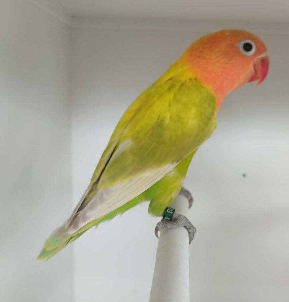 Fischeri POP (DNA attest) - geel bont, Dieren en Toebehoren, Vogels | Parkieten en Papegaaien, Vrouwelijk, Dwergpapegaai of Agapornis