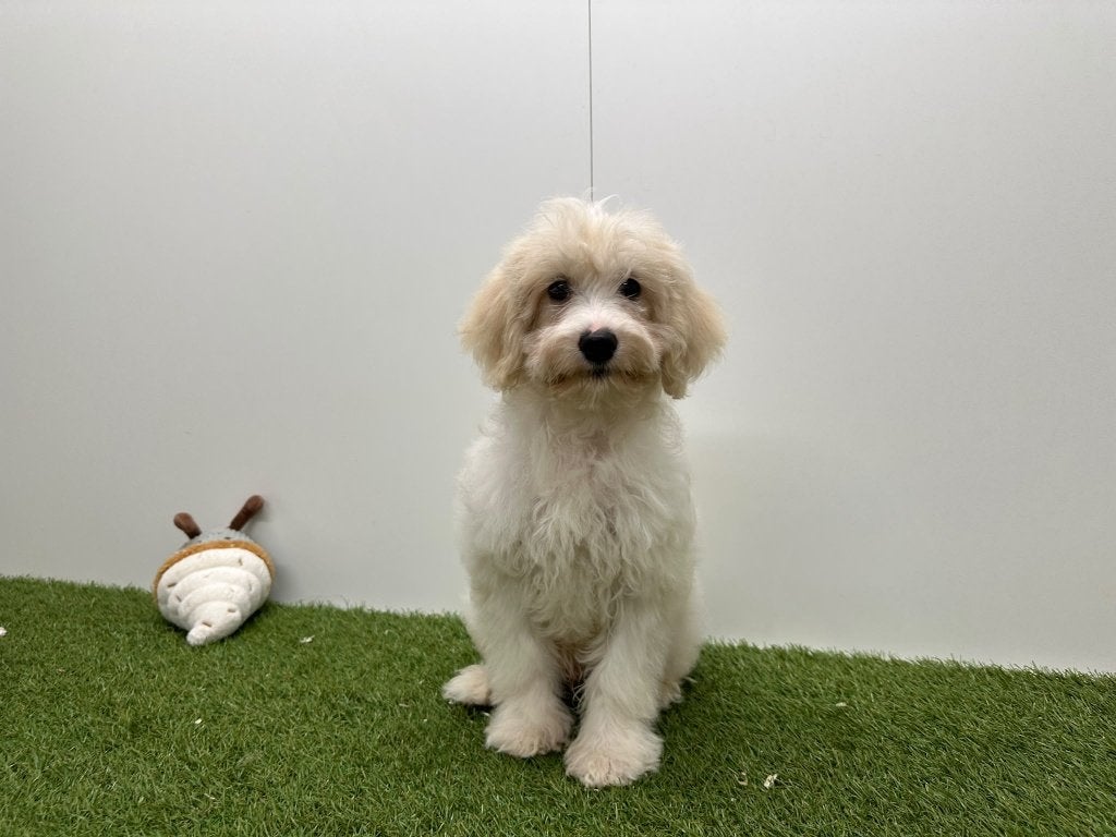 Cavapoo pups (F1), België, 8 tot 15 weken, CDV (hondenziekte), Meerdere