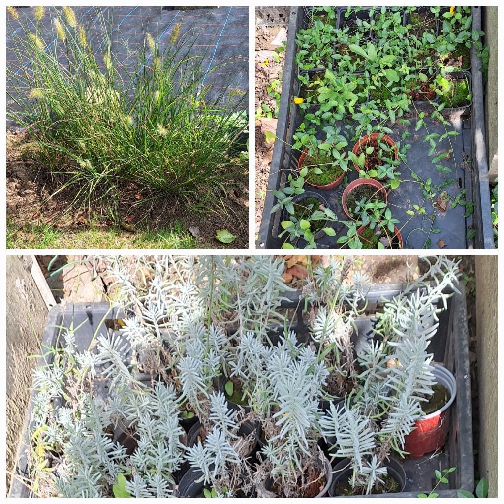 32st lampepoetsersgras, 17st. maagdenpalm, 12st lavendel, Ophalen, Vaste plant, Siergrassen