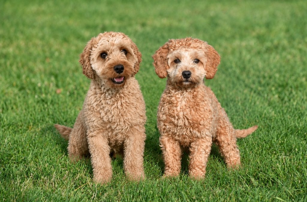 Chiots Cavapoo à vendre - Les deux parents sont présents