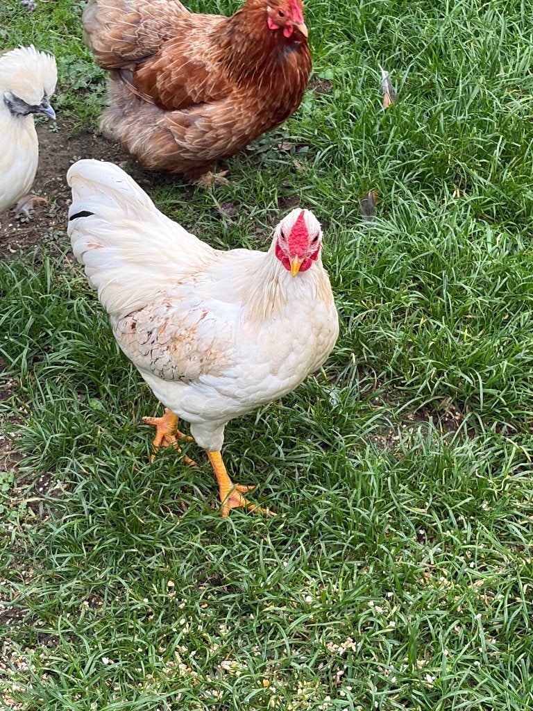 2 coqs Wyandotte, Animaux & Accessoires, Mâle, Poule ou poulet