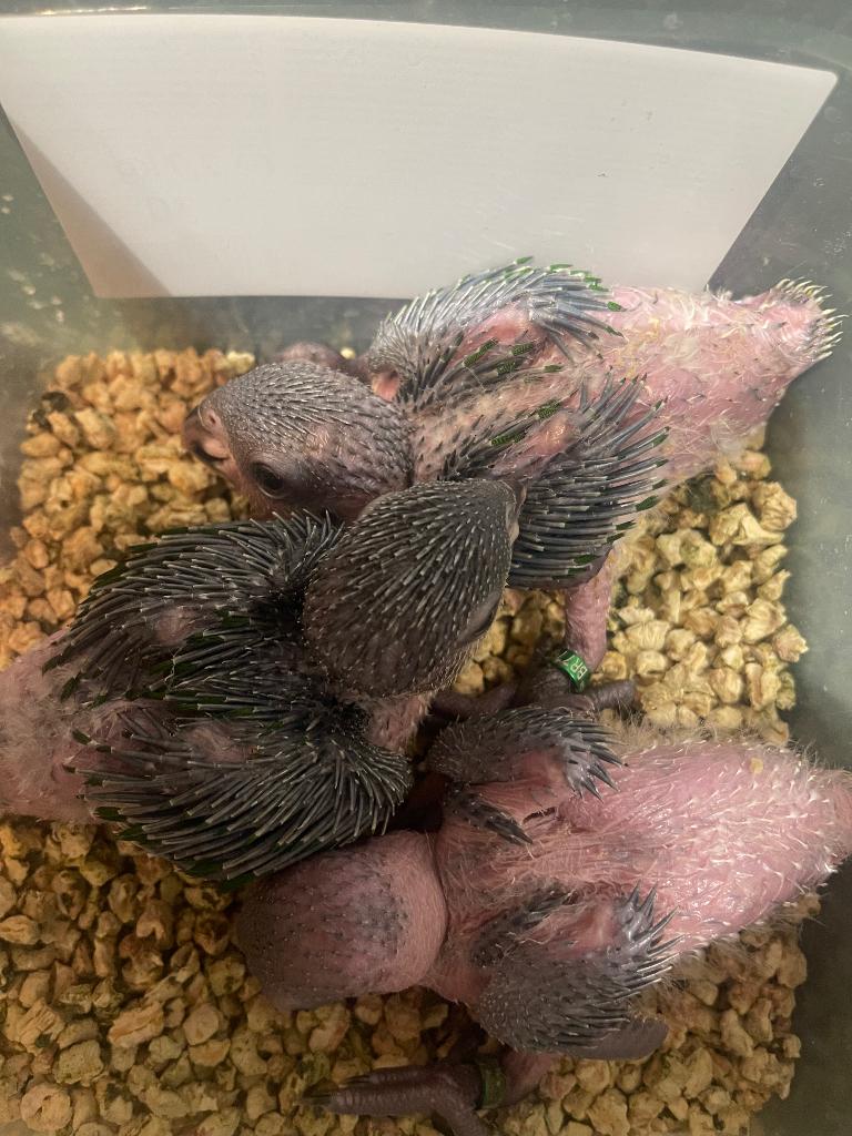 Tamme zwartkop caiques, Perruche, Parleur