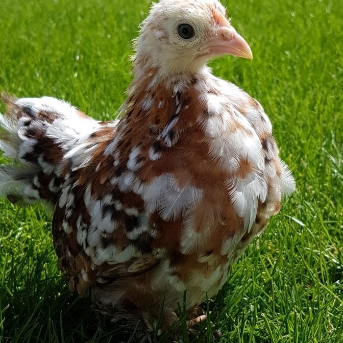 Cochinkrielen kipjes, Meerdere dieren, Kip