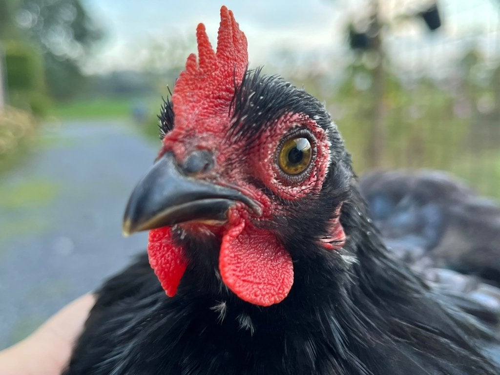 Jonge zwarte cochin kriel haantjes, Mâle, Poule ou poulet