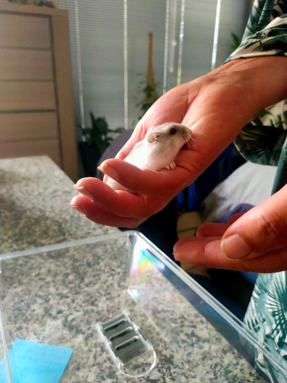Russische dwerghamsters, Dieren en Toebehoren, Hamster, Juni, Meerdere dieren, Tam