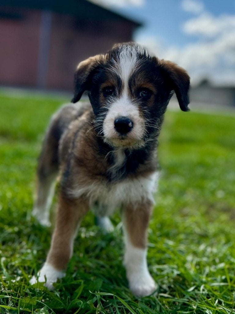 Leuke husky x poedel pups ( huskydoodle) medium, België, Overige rassen, CDV (hondenziekte), 8 tot 15 weken