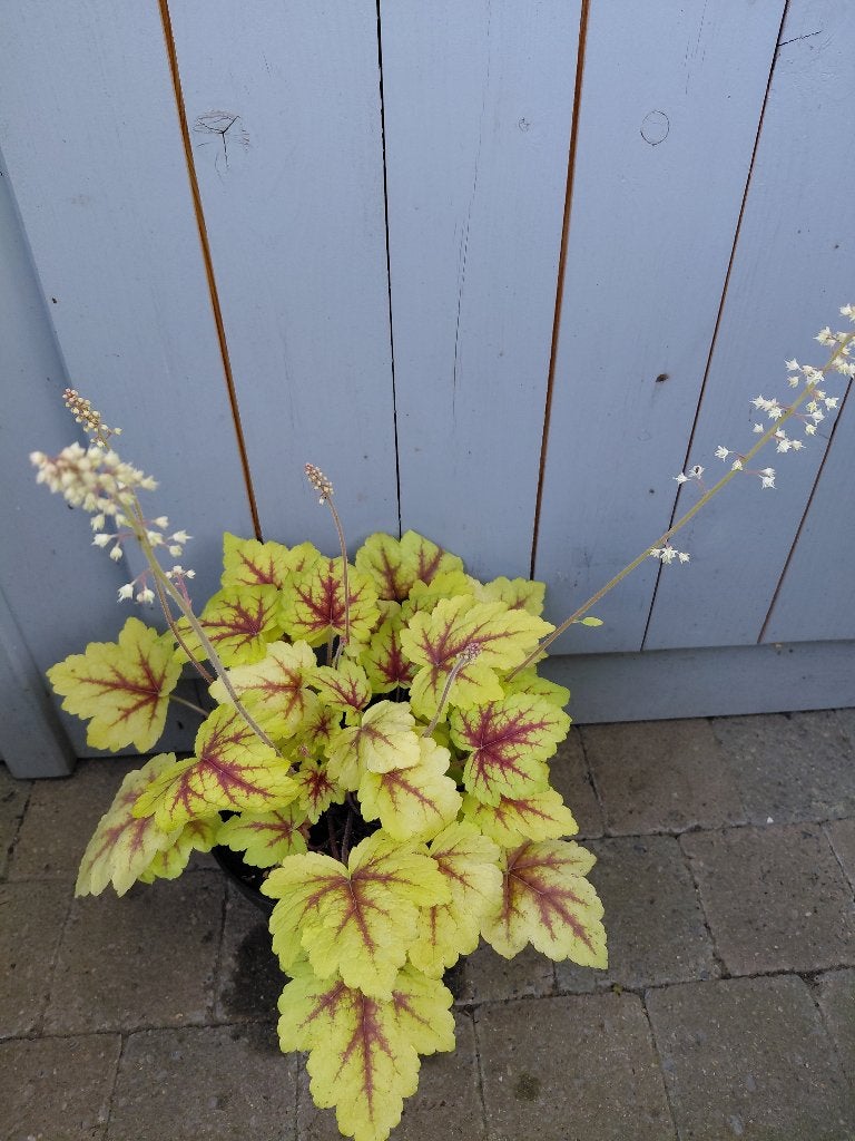 Heucherella Stoplight, Jardin & Terrasse, Plantes | Jardin, Enlèvement