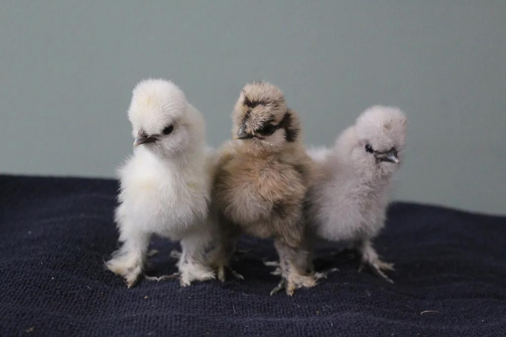 Zijdehoen kuikens, Dieren en Toebehoren, Pluimvee