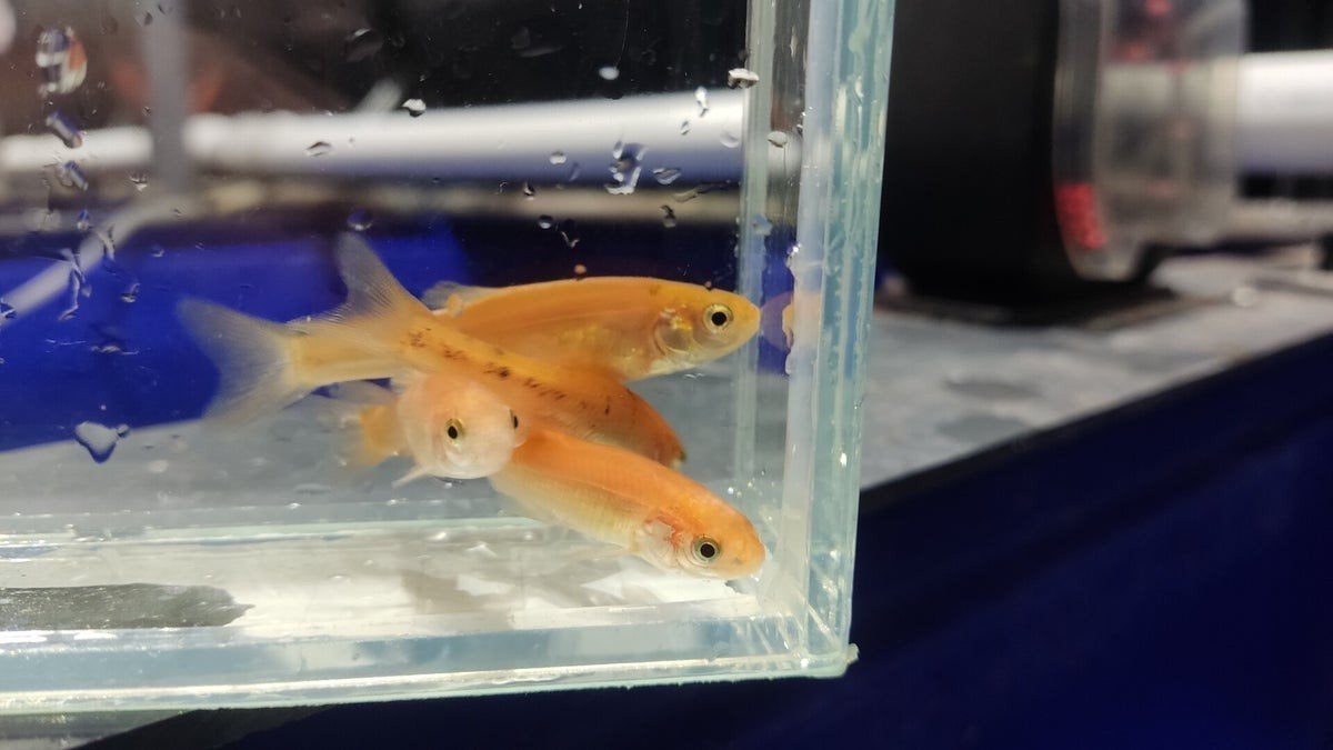 Jonge goudelrits visjes, Dieren en Toebehoren, Vissen | Vijvervissen, Steur
