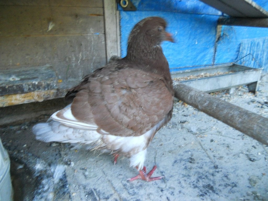 jeune pigeon royal, Animaux & Accessoires, Volatiles, Sexe inconnu, Autres espèces
