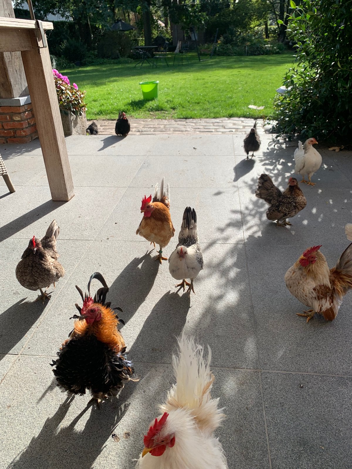 Serama kipjes cat a en petit B, Poule ou poulet