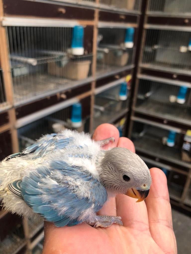 Blauw opalin baby dwerpapegaai