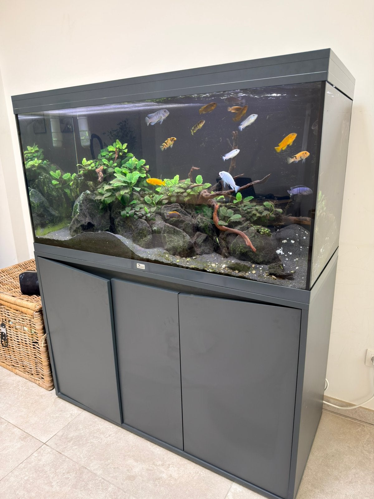 Aquarium 350l aquatlantis volga Malawi aquarium, Enlèvement, Comme neuf, Aquatlantis