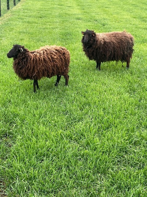 Brebis d'Ouessant, Animaux & Accessoires, Femelle, Mouton, 0 à 2 ans