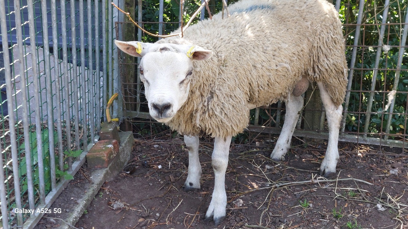 agneaux 6 mois féminin et 1mouton texel 1 annee à vendre, Mâle, Mouton, 0 à 2 ans
